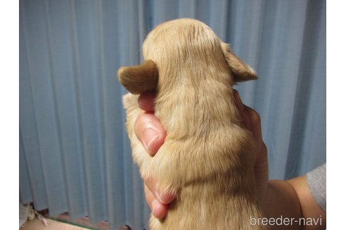 成約済の福岡県のミックス犬-347403の25枚目