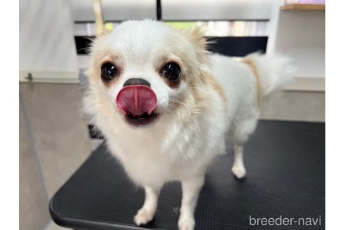 ヒナちゃんちゃん1枚目