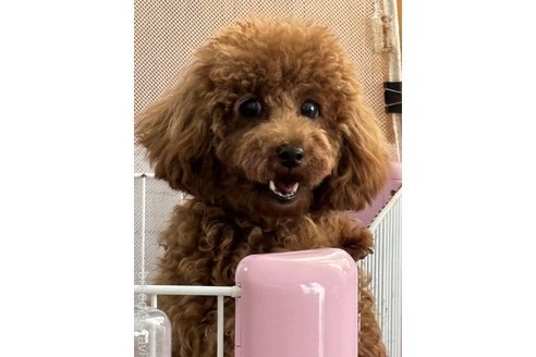 成約済の愛知県のトイプードル-314697の1枚目