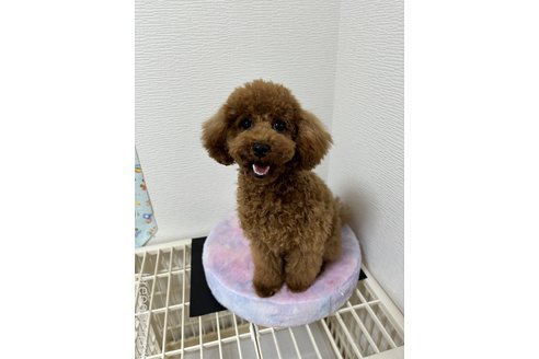 成約済の愛知県のトイプードル-314697の3枚目