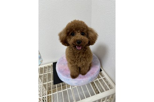 成約済の愛知県のトイプードル-314697の2枚目
