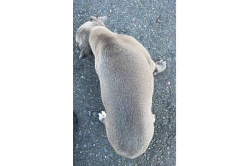 成約済の岐阜県のイタリアングレーハウンド(イタグレ)-347431の20枚目