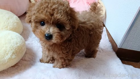成約済の三重県のティーカッププードル-342611の13枚目