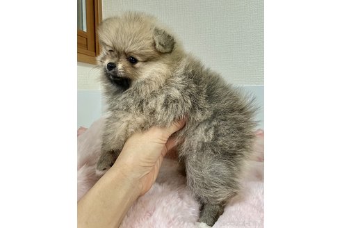 成約済の大阪府のポメラニアン-343372の3枚目