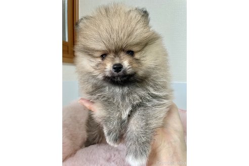成約済の大阪府のポメラニアン-343372の2枚目