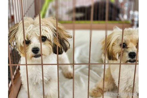 成約済の宮城県のミックス犬-321140の3枚目