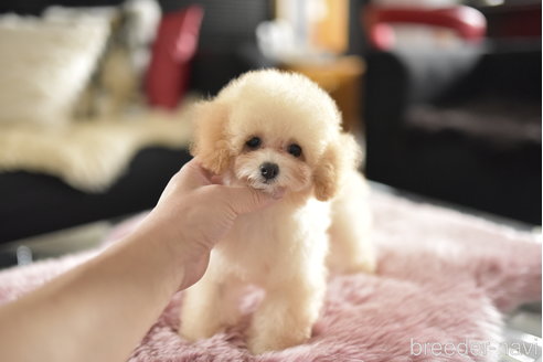 成約済の茨城県のタイニープードル-340092の1枚目