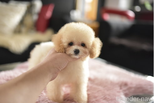 成約済の茨城県のタイニープードル-340092の6枚目