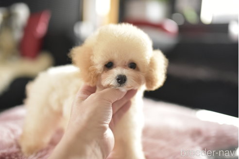 成約済の茨城県のタイニープードル-340092の4枚目