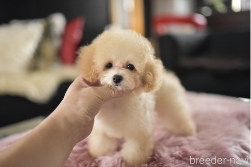 成約済の茨城県のタイニープードル-340092の2枚目