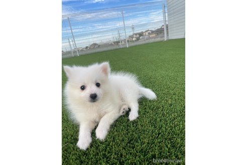 成約済の愛知県の日本スピッツ-344660の8枚目