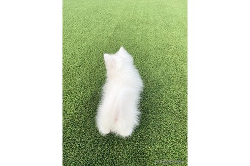 成約済の愛知県の日本スピッツ-344660の9枚目