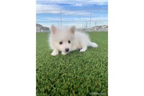 成約済の愛知県の日本スピッツ-344660の10枚目