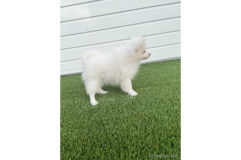 成約済の愛知県の日本スピッツ-344660の13枚目