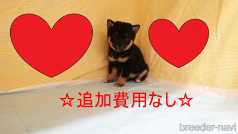 成約済の東京都の柴犬-347514