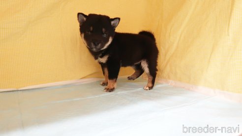 成約済の東京都の柴犬-347514の4枚目
