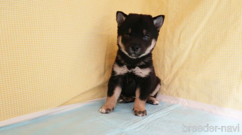 成約済の東京都の柴犬-347514の3枚目