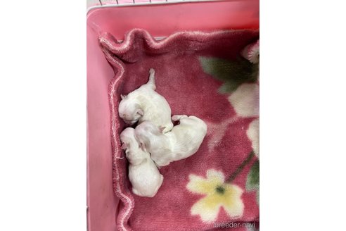 成約済の岡山県のマルチーズ-347524の4枚目