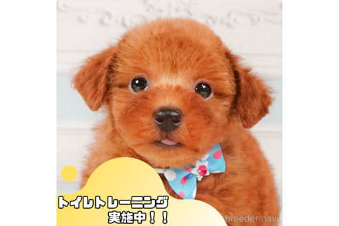 成約済ののトイプードル-347529