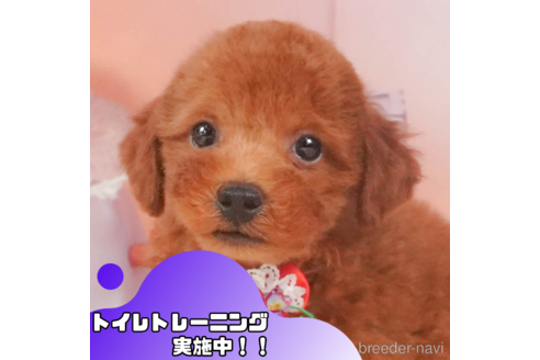 成約済の静岡県のトイプードル-347532の1枚目