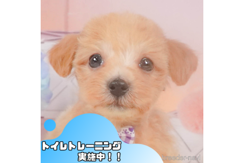 成約済の静岡県のマルプー:マルチーズ×トイプードル-347534の1枚目