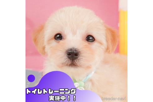 成約済の静岡県のマルプー:マルチーズ×トイプードル-347535の1枚目