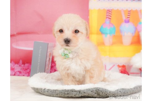 成約済の静岡県のマルプー:マルチーズ×トイプードル-347535の7枚目