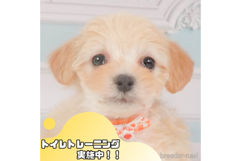 成約済の静岡県のマルプー:マルチーズ×トイプードル-347537の1枚目