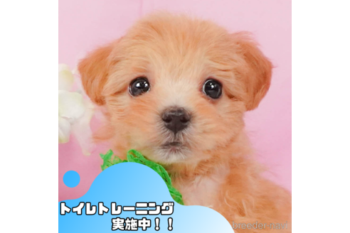 成約済の静岡県のマルプー:マルチーズ×トイプードル-347539の1枚目