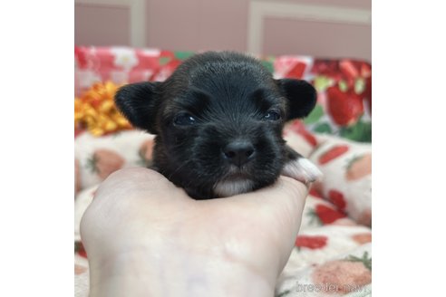 成約済の広島県のミックス犬-347575の6枚目