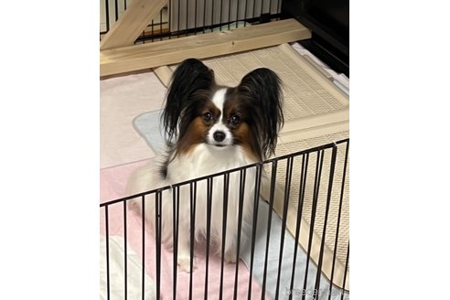 コウメちゃん1枚目