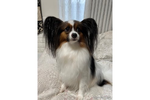 コウメちゃん1枚目