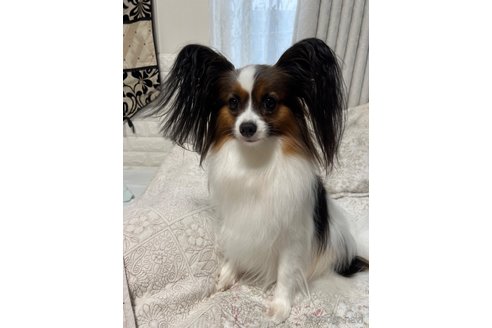 コウメちゃん1枚目