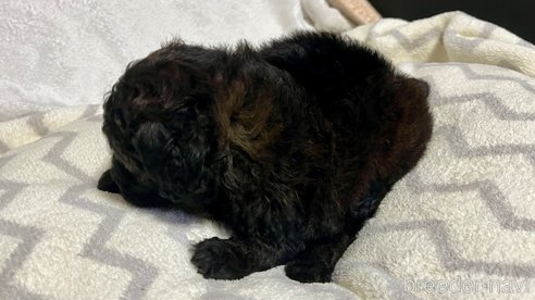 成約済の滋賀県のトイプードル-347591の12枚目