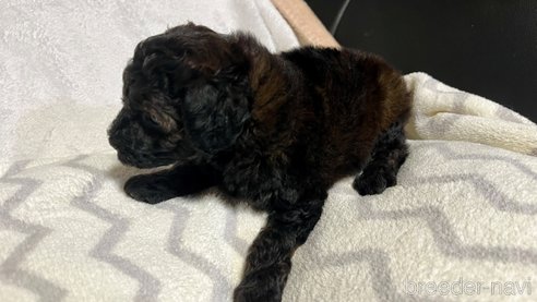 成約済の滋賀県のトイプードル-347591の9枚目