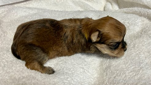 成約済の滋賀県のマルキー:マルチーズ×ヨークシャーテリア-347592の23枚目