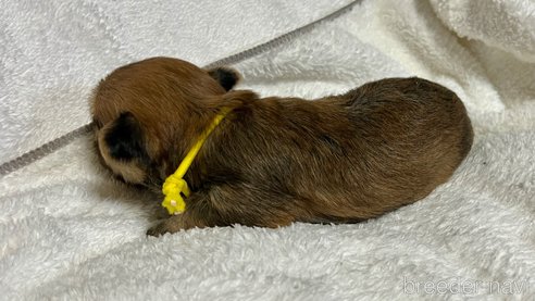成約済の滋賀県のマルキー:マルチーズ×ヨークシャーテリア-347592の22枚目