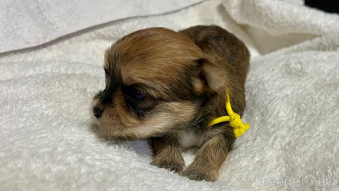成約済の滋賀県のマルキー:マルチーズ×ヨークシャーテリア-347592の20枚目
