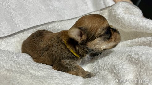 成約済の滋賀県のマルキー:マルチーズ×ヨークシャーテリア-347592の18枚目