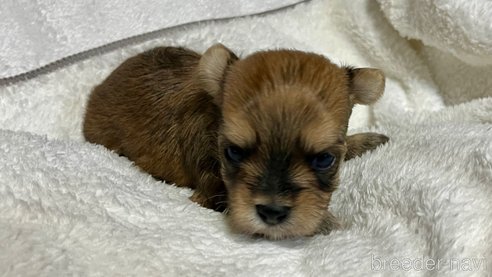 成約済の滋賀県のマルキー:マルチーズ×ヨークシャーテリア-347592の17枚目