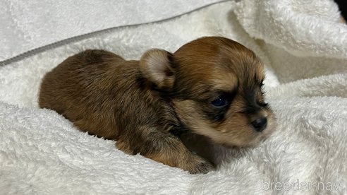 成約済の滋賀県のマルキー:マルチーズ×ヨークシャーテリア-347592の15枚目
