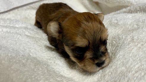 成約済の滋賀県のマルキー:マルチーズ×ヨークシャーテリア-347592の14枚目