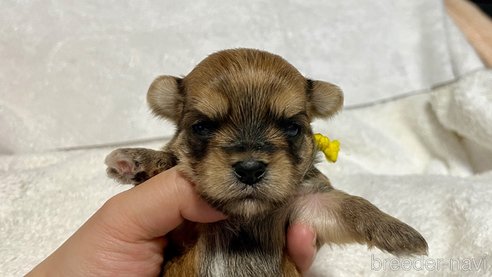 成約済の滋賀県のマルキー:マルチーズ×ヨークシャーテリア-347592の13枚目