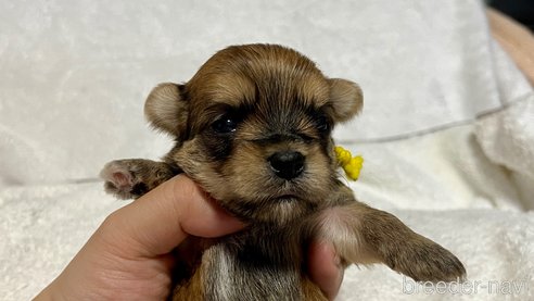 成約済の滋賀県のマルキー:マルチーズ×ヨークシャーテリア-347592の12枚目