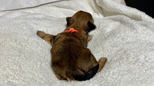 成約済の滋賀県のマルキー:マルチーズ×ヨークシャーテリア-347593の4枚目