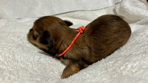 成約済の滋賀県のマルキー:マルチーズ×ヨークシャーテリア-347593の6枚目