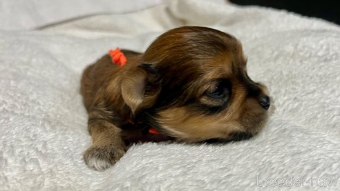 成約済の滋賀県のマルキー:マルチーズ×ヨークシャーテリア-347593の2枚目