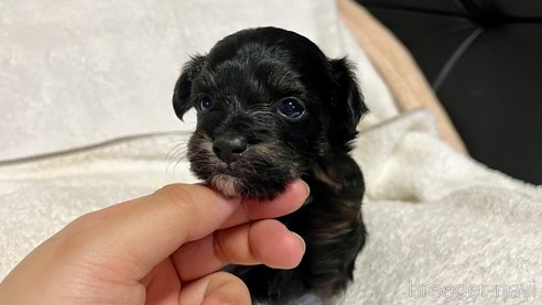 成約済の滋賀県のチワプー:チワワ×トイプードル-347595の10枚目