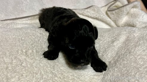 成約済の滋賀県のチワプー:チワワ×トイプードル-347596の22枚目