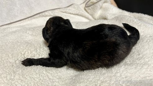 成約済の滋賀県のチワプー:チワワ×トイプードル-347596の28枚目